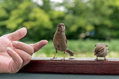 sparrows - vrabci (_MG_1554m.jpg)