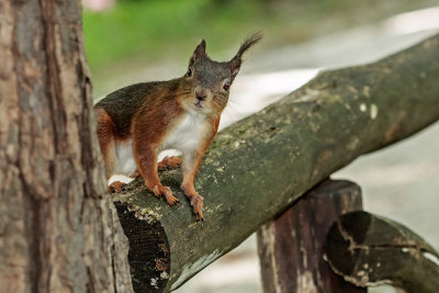 Squirrel - veverica (_MG_2151m.jpg)