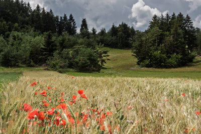 wheat field on plateau Bloke - Slovenija (_MG_3656m.jpg)