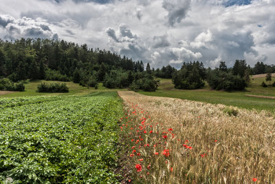 wheat field Slovenija (_MG_3670m.jpg)