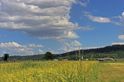field - Slovenija (_MG_7486m.jpg)