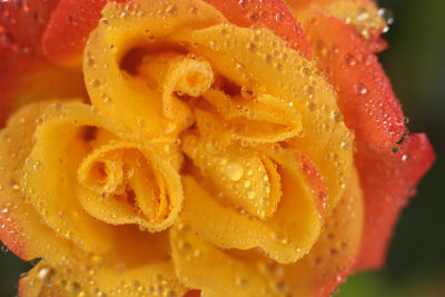 roses - vrtnice (_MG_7644m.jpg)