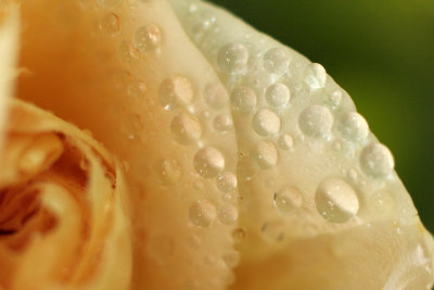 roses - vrtnice (_MG_7618m.jpg)