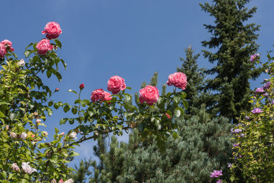 roses - vrtnice (_MG_5379m.jpg)