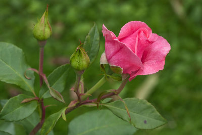 roses - vrtnice (_MG_2446m.jpg)