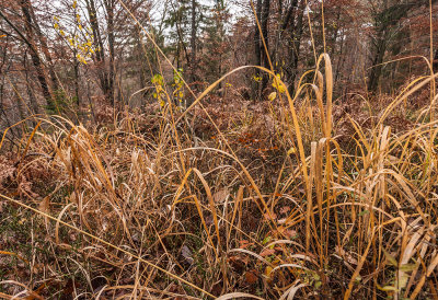 forest - gozd (_MG_9756m.jpg)