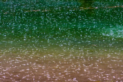 rain drops - dene kapljice (_MG_4588m.jpg)