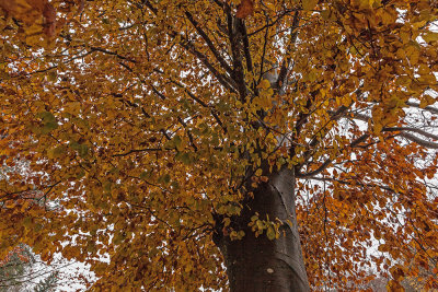 autumn - jesen (_MG_9438m.jpg)