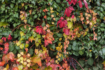 autumn colours - jesenske barve (_MG_9000m.jpg)