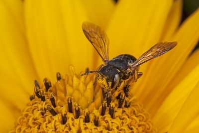 pollinating - opraevalka (_MG_3352m.jpg)
