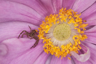 spider in blossom - pajek v cvetu (_MG_4778m.jpg)