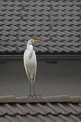 Ardea alba - egret - bela čaplja (_MG_0443m.jpg)