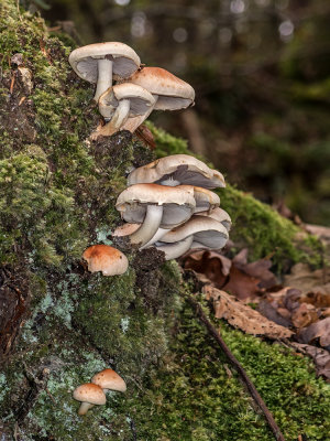 mushrooms - gobe (IMG_4778m.jpg)