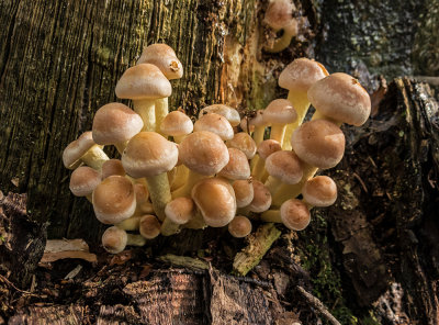 mushrooms - gobe (IMG_4221m.jpg)