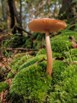 mushrooms - gobe (IMG_4257m.jpg)