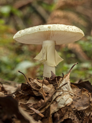 mushroom - munica (IMG_4047m.jpg)