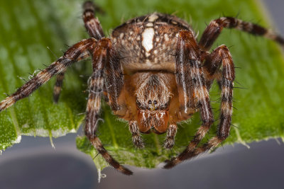 spider - pajek (_MG_5471m.jpg)