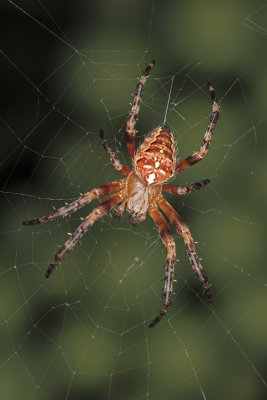 araneus diadematus spider - pajek krievec (_MG_3448m.jpg)