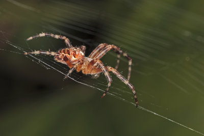 araneus diadematus spider - pajek krievec (_MG_3456m.jpg)