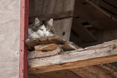 cat in hiding place - mačka v skrivaliču (_MG_0089m.jpg)