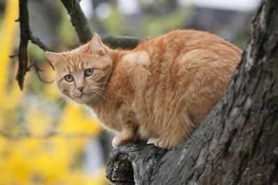 hunting cat - mačka na lovu (_MG_2027m.jpg)
