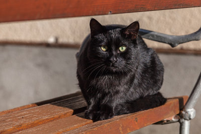 black cat - črna mačka (_MG_8880m.jpg)