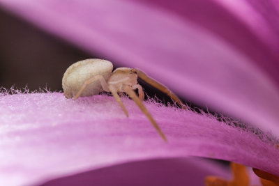 spider on pink blossom - pajek na ronatem cvetu (_MG_4844m.jpg)
