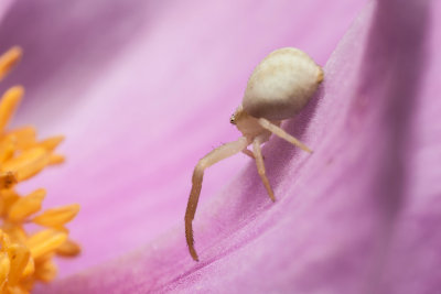 spider on pink blossom - pajek na ronatem cvetu (_MG_4839m.jpg)