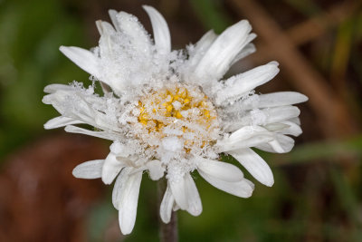 snow & daisy - sneg in marjetica (_MG_1766m.jpg)