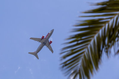 aeroplane over palm trees _MG_5626ok copy.jpg