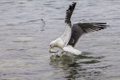 gull IMG_6303ok4_1 copy.jpg