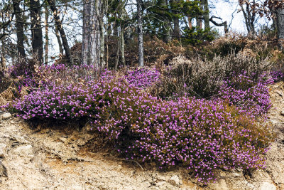 heather - resje _MG_4284m.jpg