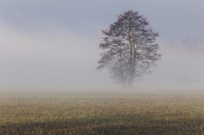 tree in fog _MG_5925m.jpg