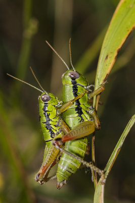 grasshopper