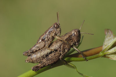 grasshopper _MG_9549m.jpg