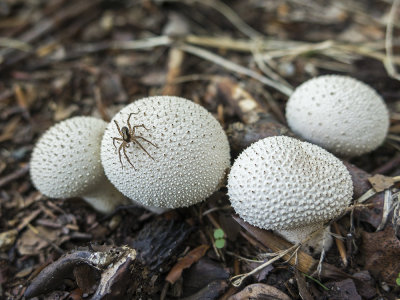 mushrooms lycoperdon IMG_1330m.jpg