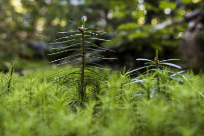 forest miniature with young firs IMG_1390m.jpg