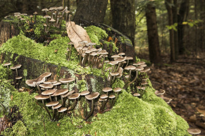 mushrooms (IMG_2753m.jpg)