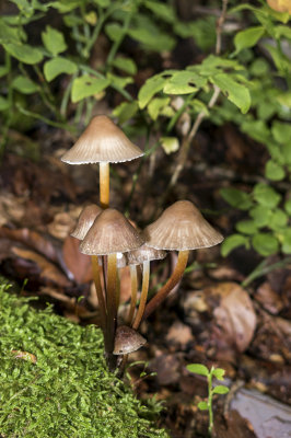 mushrooms (IMG_2797m.jpg)