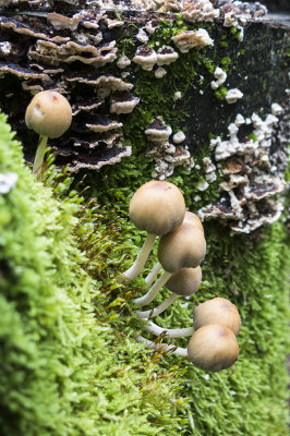 mushrooms (IMG_2823m.jpg)