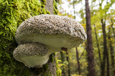 mushrooms (IMG_2762m.jpg)