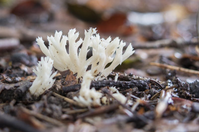 mushrooms (IMG_2350m.jpg)