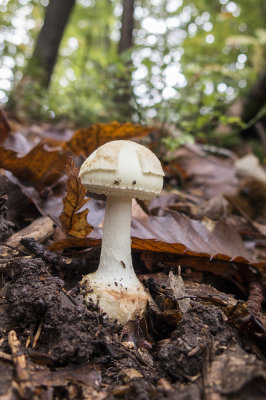 mushroom amanita citrina (IMG_2402m.jpg)