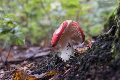 mushroom russula rubra (IMG_2453m.jpg)