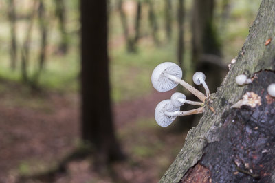mushrooms oudemansiella mucida (IMG_2496m.jpg)