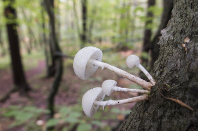 mushrooms (IMG_2512m.jpg)