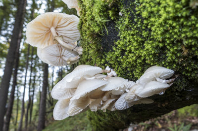 mushrooms (IMG_2576m.jpg)