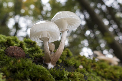 mushrooms (IMG_2653m.jpg)