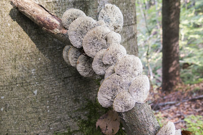 wood mushroom (IMG_2292m.jpg)