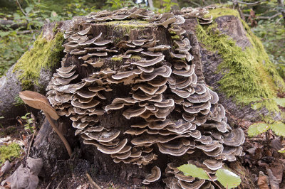 mushrooms (IMG_2307m.jpg)